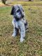 Labradoodle Puppies for sale in Goochland, VA 23063, USA. price: $2,000