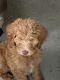 Labradoodle Puppies for sale in Clovis, CA, USA. price: $1,000