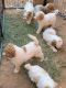 Labradoodle Puppies