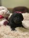 Labradoodle Puppies for sale in St. Louis, MO, USA. price: $1,100