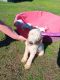 Labradoodle Puppies for sale in Texarkana, TX, USA. price: $400