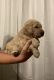 Labradoodle Puppies for sale in 313 Christopher Luke Cir, Perry, GA 31069, USA. price: $1,500