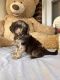 Labradoodle Puppies for sale in Akron, PA 17501, USA. price: $2,200