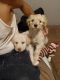 Labradoodle Puppies for sale in Salt Lake City, UT, USA. price: $750