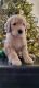 Labradoodle Puppies for sale in Valley Springs, CA 95252, USA. price: $1,000