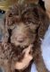Labradoodle Puppies for sale in Florence, SC, USA. price: $500