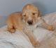 Labradoodle Puppies for sale in St. Louis, MO 63116, USA. price: $2,000