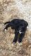 Labradoodle Puppies for sale in Decatur City, IA, USA. price: $200