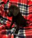 Labradoodle Puppies for sale in Ackley, IA 50601, USA. price: $400