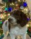 Labradoodle Puppies for sale in Bakersfield, California. price: $1,500