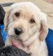 Labradoodle Puppies for sale in Central District, VA, USA. price: $50,000