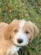 Labradoodle Puppies for sale in Lewes, Delaware. price: $700