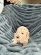 Labradoodle Puppies for sale in Jonesburg, Missouri. price: $1,400