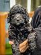 Labradoodle Puppies for sale in Medford, Oregon. price: $400
