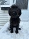 Labradoodle Puppies for sale in Ackley, Iowa. price: $25,000
