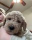 Labradoodle Puppies for sale in Jonesburg, Missouri. price: $550