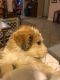 Labradoodle Puppies for sale in Wilton, CA, USA. price: $2,000