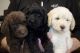Labradoodle Puppies for sale in Arlington, Texas. price: $2,500