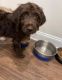 Labradoodle Puppies for sale in Hartford, Connecticut. price: $950