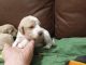 Labradoodle Puppies for sale in Henderson, Nevada. price: $995