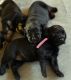 Labradoodle Puppies for sale in Scranton, Pennsylvania. price: $1,200