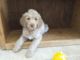 Labradoodle Puppies for sale in Henderson, Nevada. price: $500
