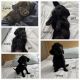 Labradoodle Puppies for sale in Minot, North Dakota. price: $500