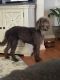 Labradoodle Puppies for sale in Jonesborough, Tennessee. price: $600