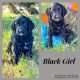 Labradoodle Puppies for sale in Quincy, Illinois. price: $600