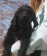 Labradoodle Puppies for sale in Curtis, Nebraska. price: $1,000