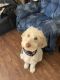 Labradoodle Puppies for sale in Enfield, New Hampshire. price: $100