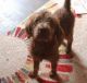Labradoodle Puppies for sale in Mount Vernon, Illinois. price: $1,000