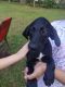 Labradoodle Puppies for sale in Okahumpka, Florida. price: $50