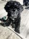 Labradoodle Puppies for sale in Rochester, New York. price: $400
