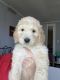 Labradoodle Puppies for sale in China Grove, North Carolina. price: $1,000