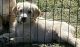 Labradoodle Puppies for sale in Robinson, Illinois. price: $250