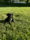 Labradoodle Puppies for sale in Tampa, FL, USA. price: $300