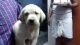 Labradoodle Puppies for sale in Coimbatore, Tamil Nadu, India. price: 6500 INR