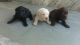 Labradoodle Puppies for sale in Bhopal, Madhya Pradesh 462001, India. price: 12000 INR