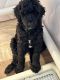 Labradoodle Puppies for sale in Taylor, Michigan. price: $800
