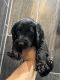 Labradoodle Puppies for sale in Lavonia, Georgia. price: $400