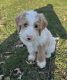 Labradoodle Puppies for sale in Isle, Minnesota. price: $1,400