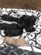 Labradoodle Puppies for sale in Frederick, Maryland. price: $500