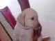Labradoodle Puppies for sale in Visakhapatnam, Andhra Pradesh 530001, India. price: 5500 INR