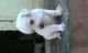Labradoodle Puppies for sale in Coimbatore, Tamil Nadu, India. price: 6000 INR