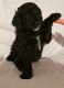 Labradoodle Puppies for sale in Buffalo Grove, IL, USA. price: $800