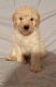 Labradoodle Puppies for sale in Buffalo Grove, IL, USA. price: $1,000