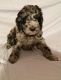 Labradoodle Puppies for sale in Buffalo Grove, IL, USA. price: $1,500