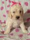 Labradoodle Puppies for sale in Buffalo Grove, IL, USA. price: $1,500