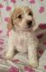 Labradoodle Puppies for sale in Buffalo Grove, IL, USA. price: $1,200